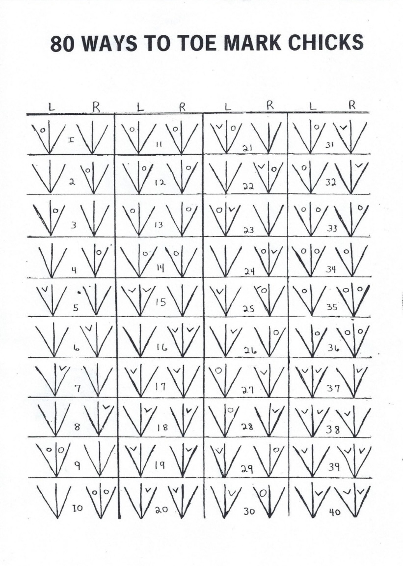 MOGBA NEWSLETTER By Chickenguygreg MOGBA NEWSLETTER By Chickenguygreg