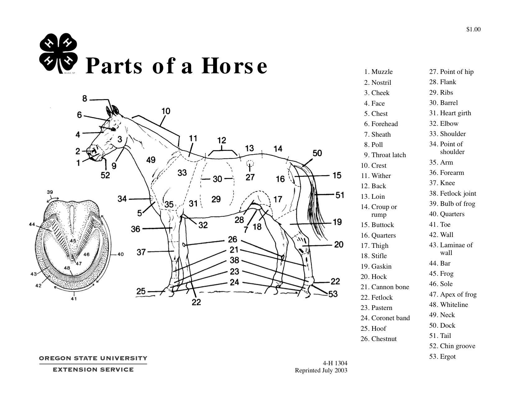 Parts Of A Horse Teaching Aid OSU Extension Service Worksheets Library