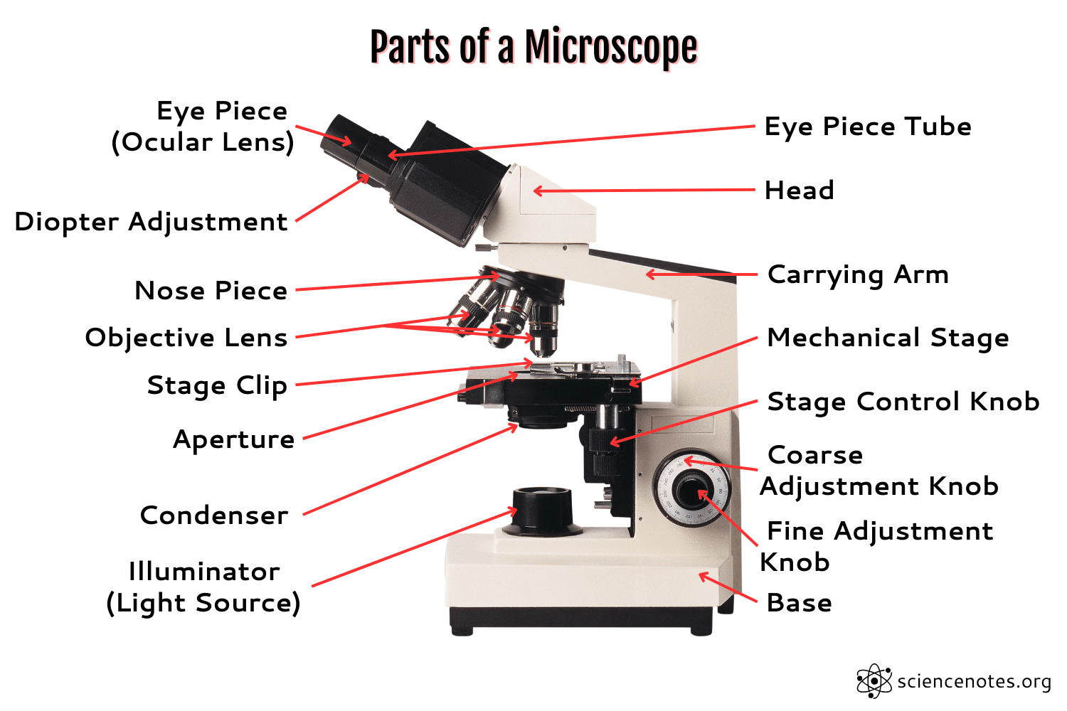 Parts Of A Microscope And Microscopy Study Guide