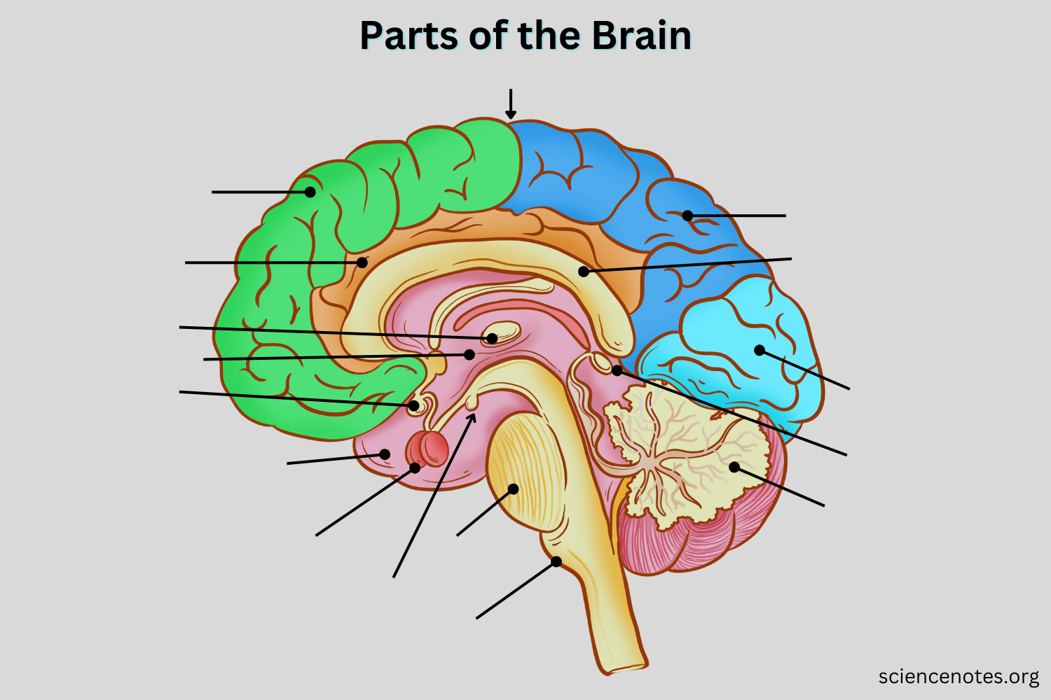 Printable Brain Labeling Worksheet