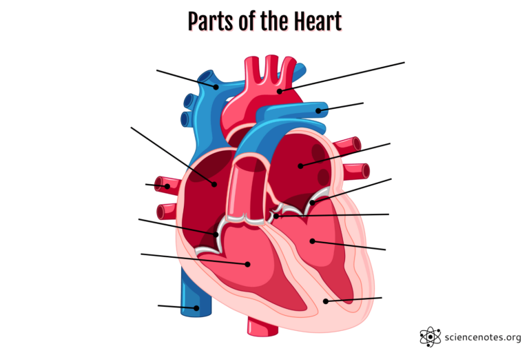 Parts Of The Heart Human Heart Anatomy And Worksheets