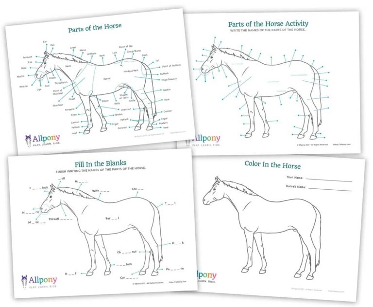 Parts Of The Horse Worksheet Downloadable Activity PDF Allpony By The U S Pony Clubs