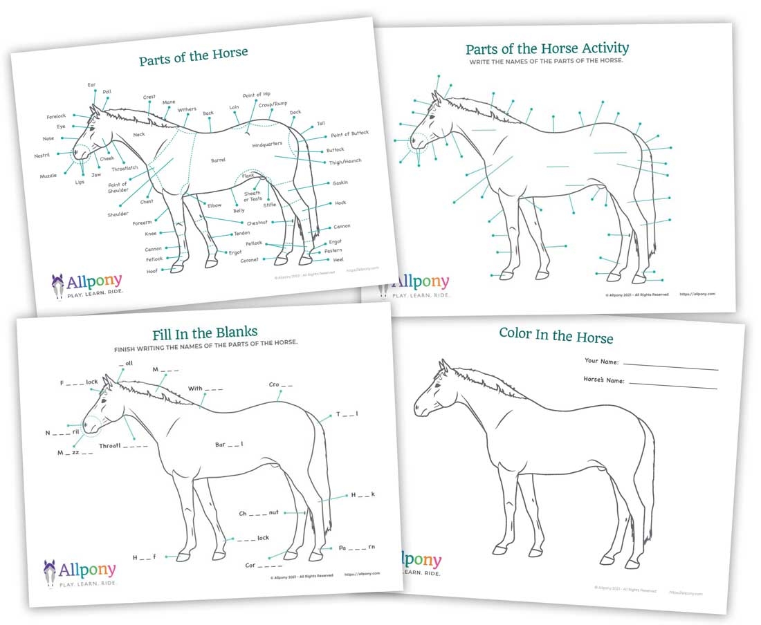 Parts Of The Horse Worksheet Downloadable Activity PDF Allpony By The U S Pony Clubs