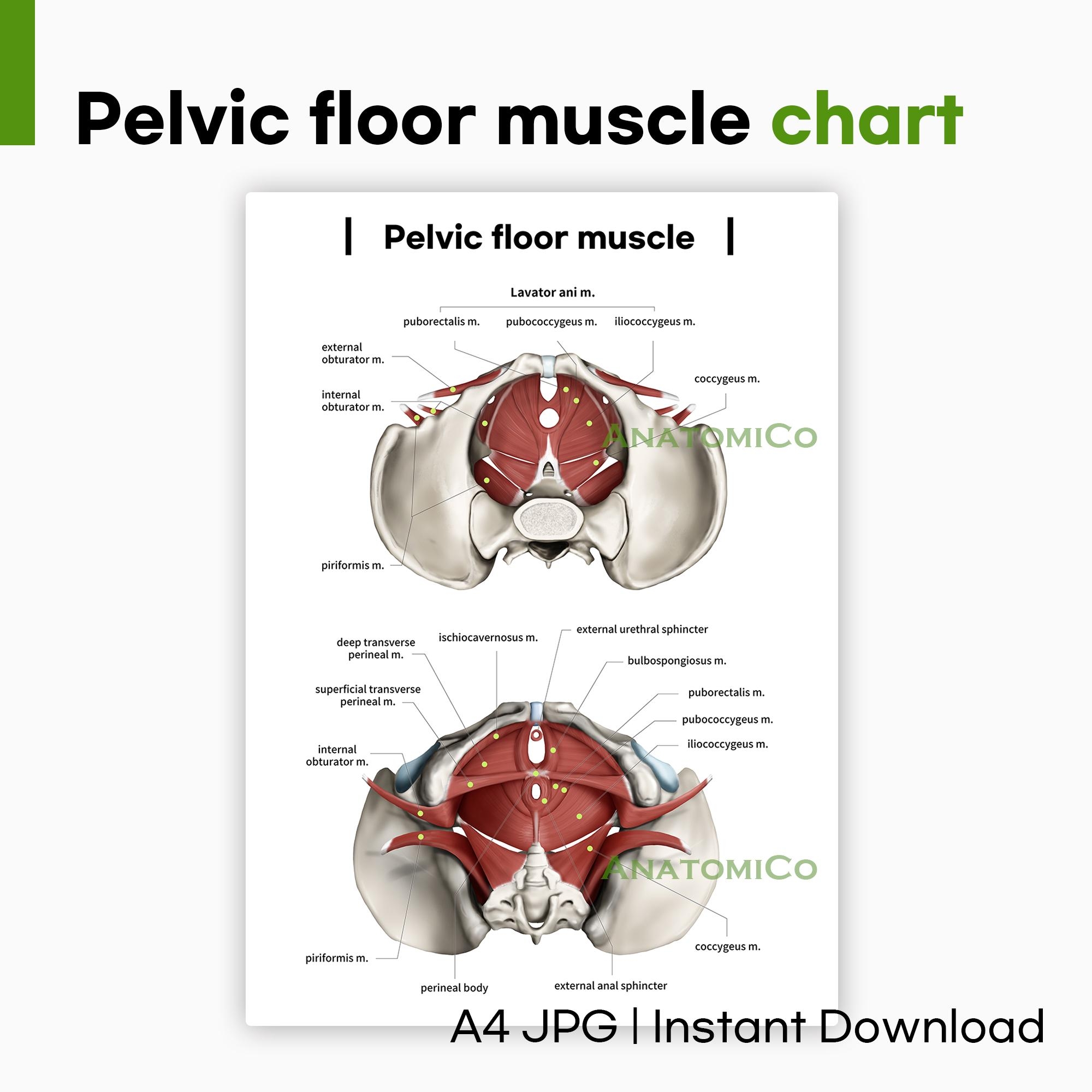 Pelvic Floor Muscle Anatomy Chart A4 JPG Printable Poster For Physiotherapy Exercise Medical Study Etsy Pelvic Floor Muscle Anatomy Chart A4 JPG Printable Poster For Physiotherapy Exercise Medical Study Etsy