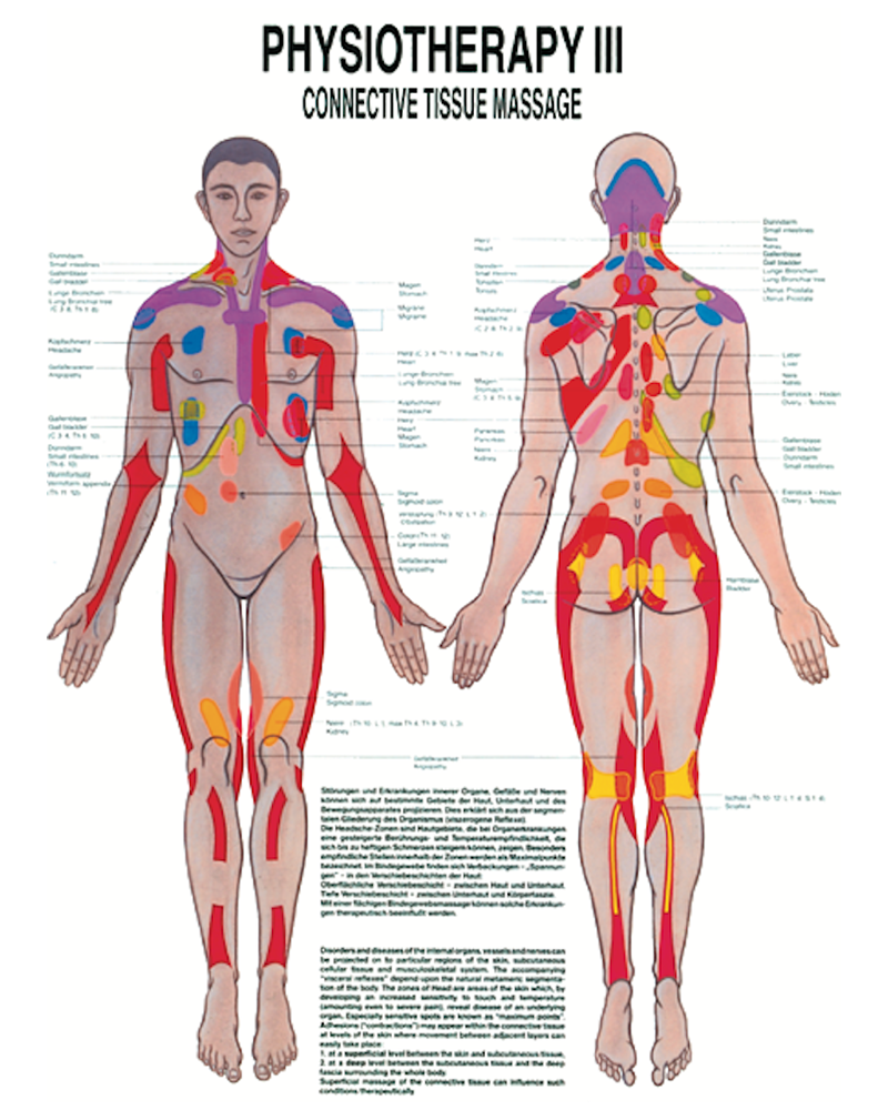 Physiotherapy III Connective Tissue Massage Anatomical Chart Osta International Physiotherapy III Connective Tissue Massage Anatomical Chart Osta International