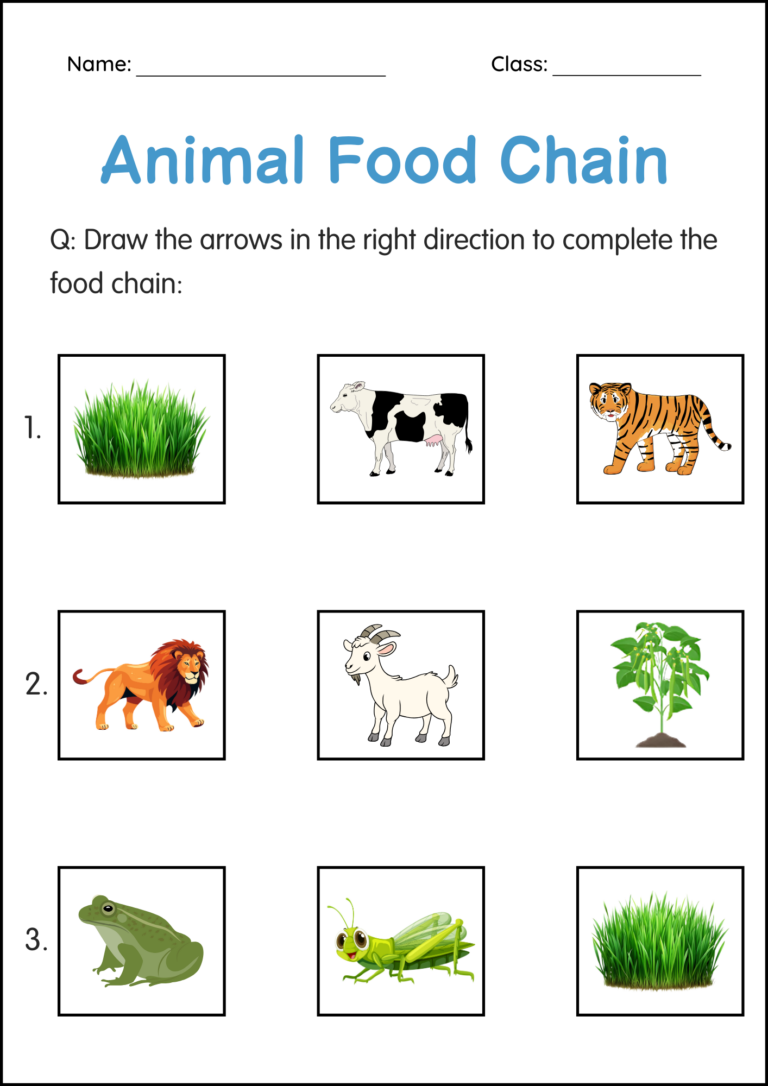Printable Animals Food Chain Activity Worksheets For Grade 1 2 3 Made By Teachers