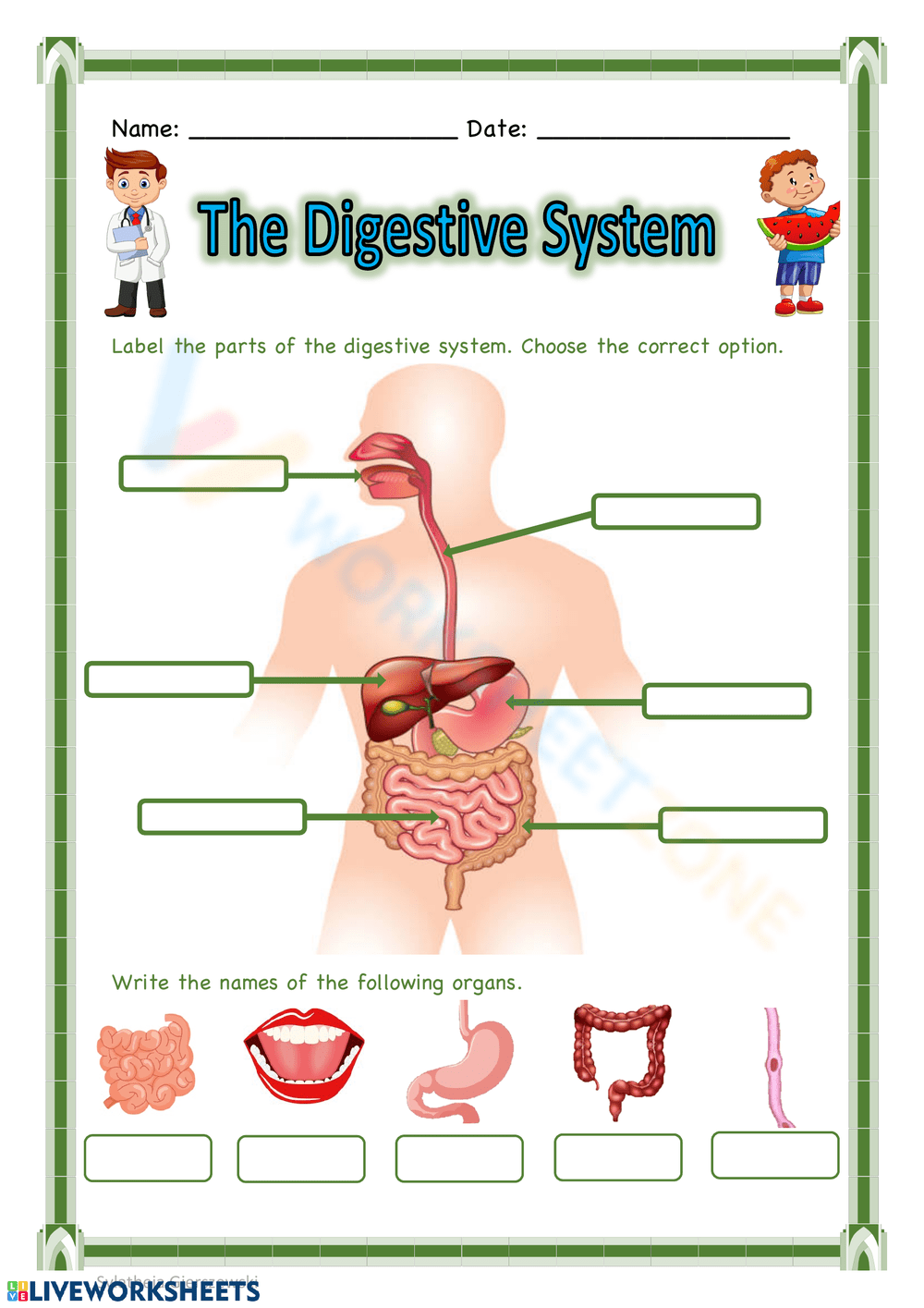Printable Digestive System Worksheets