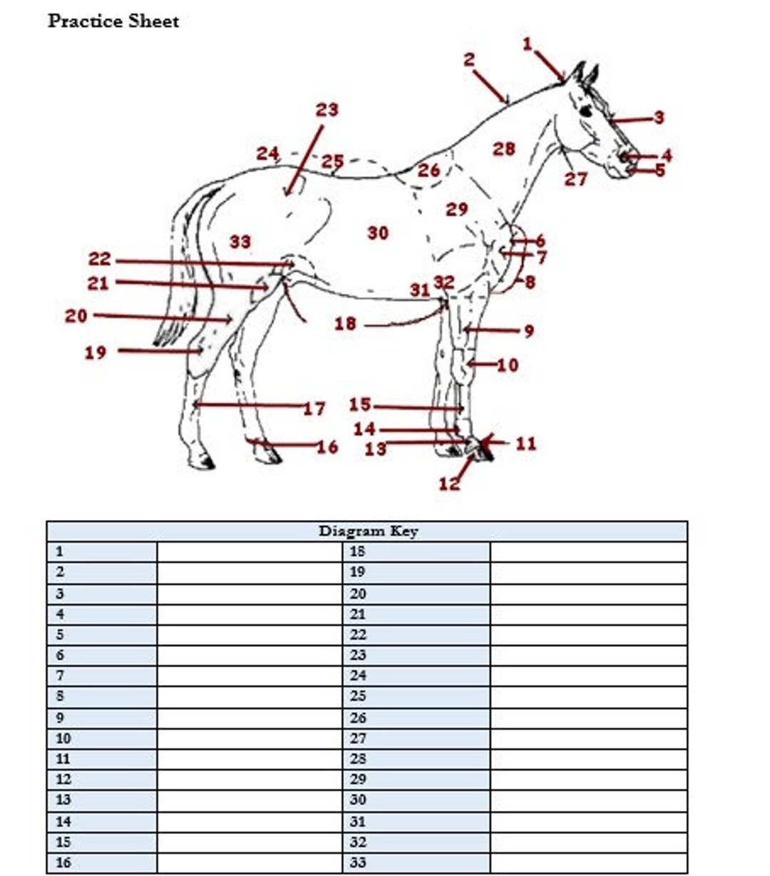 PRINTABLE Horse External Anatomy Worksheet Etsy Worksheets Library