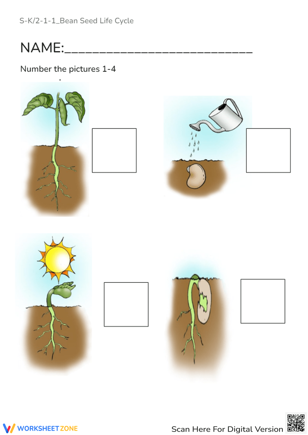 Printable Kindergarten Plants Life Cycle Worksheets Download