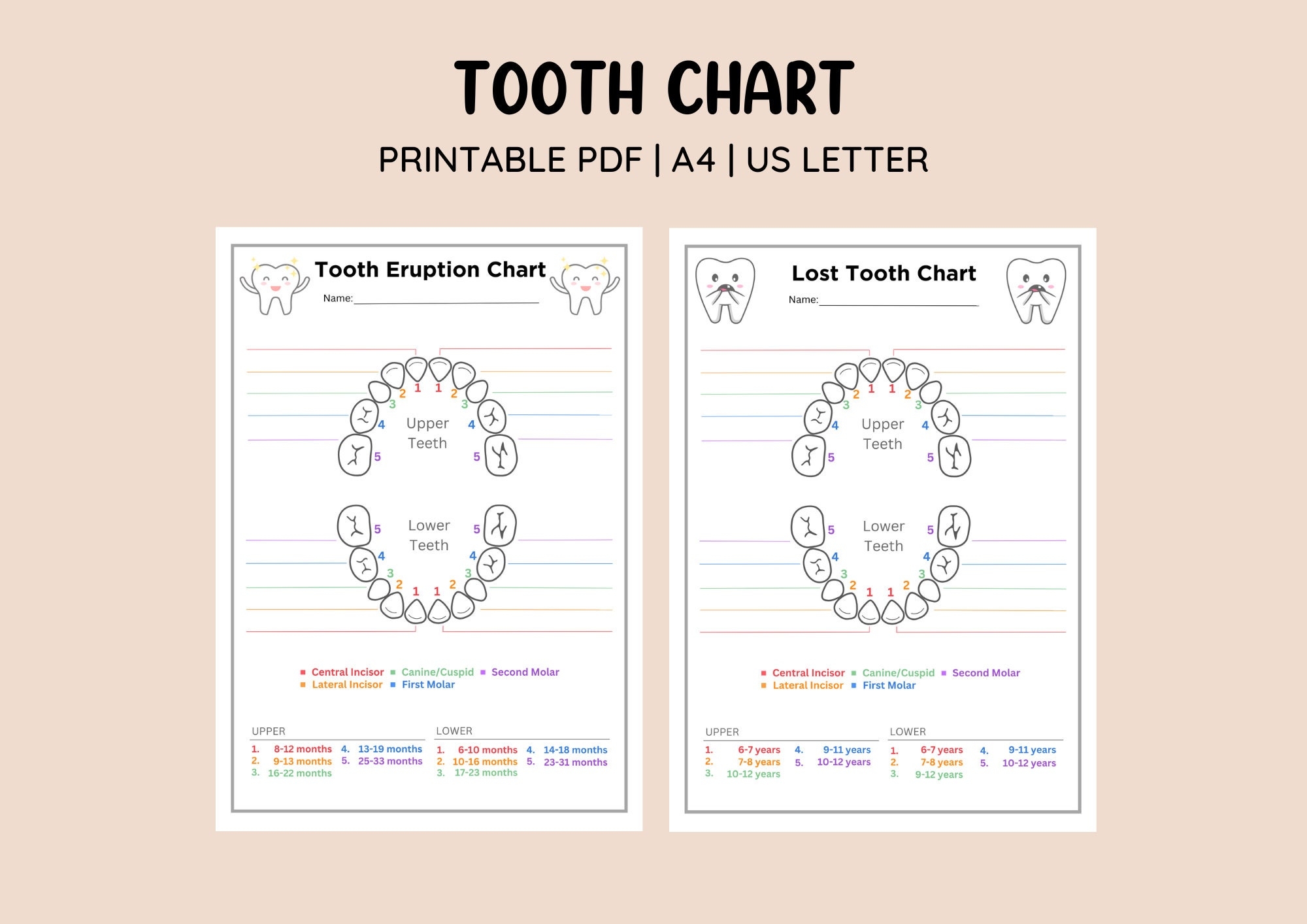 Printable Tooth Eruption Chart Lost Tooth Chart Baby Tooth Tracker Lost Tooth Tracker Baby Teeth Keepsake Etsy