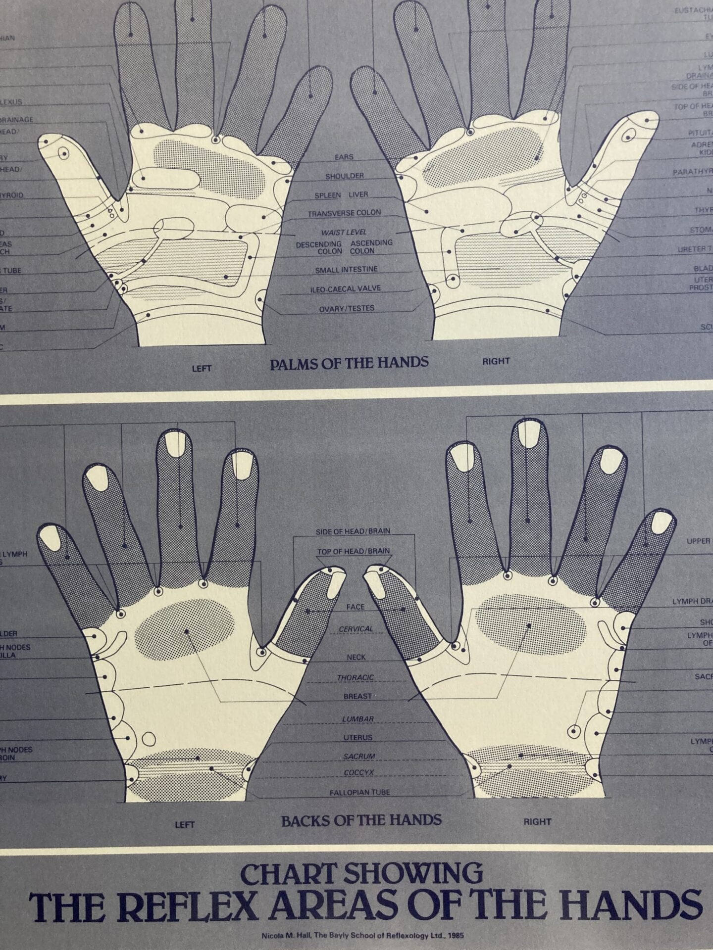 Reflexology Hand Chart