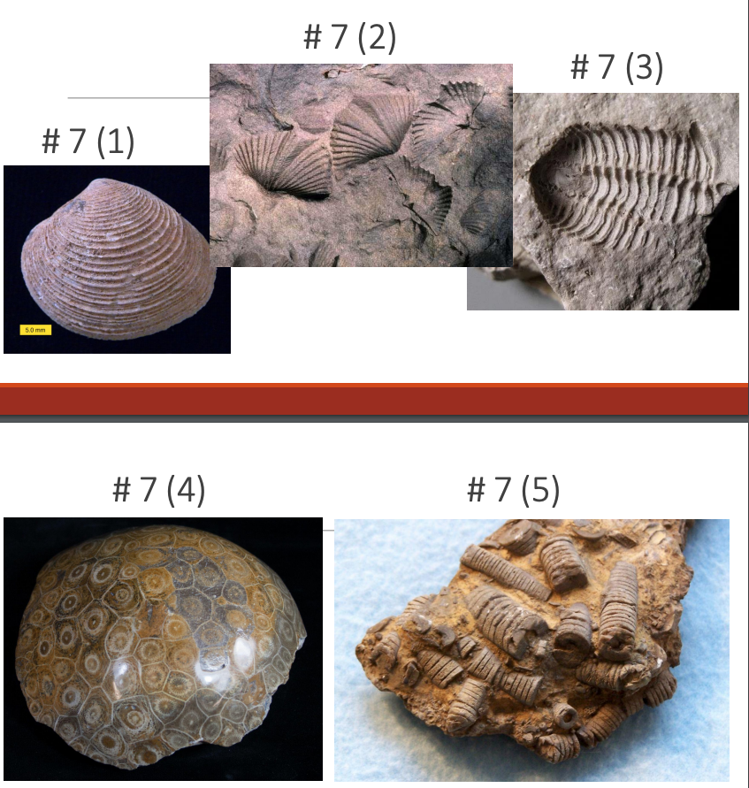 Solved 7 Use The Fossil Identification Charts To Help You Chegg