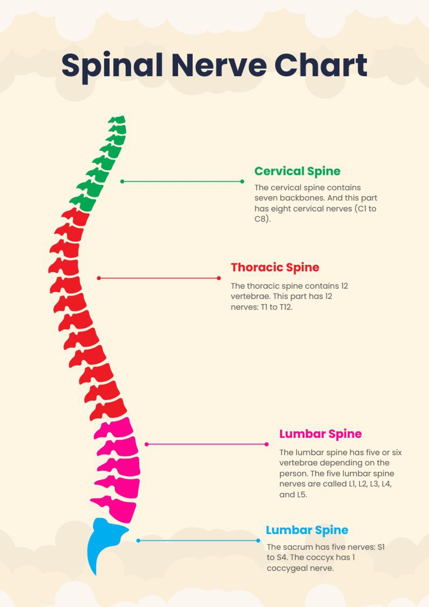 Spinal Nerve Chart In Illustrator PDF Download Template