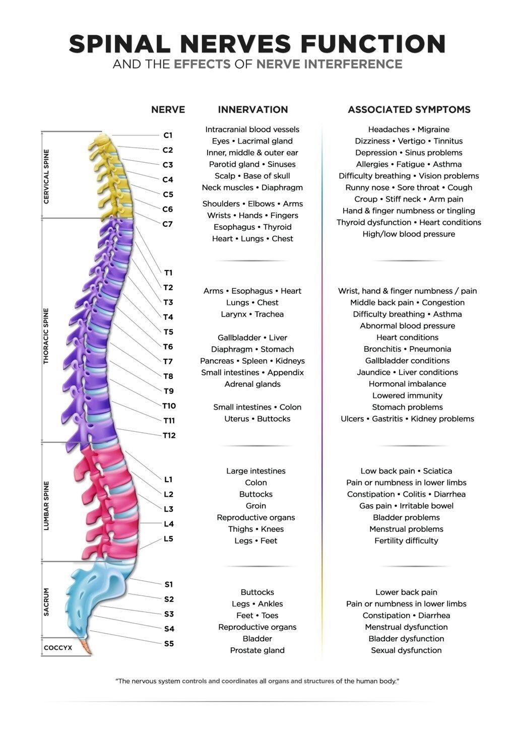 Spinal Nerves Function and Nerve Interference Chart Designed To Be Informative And Educational