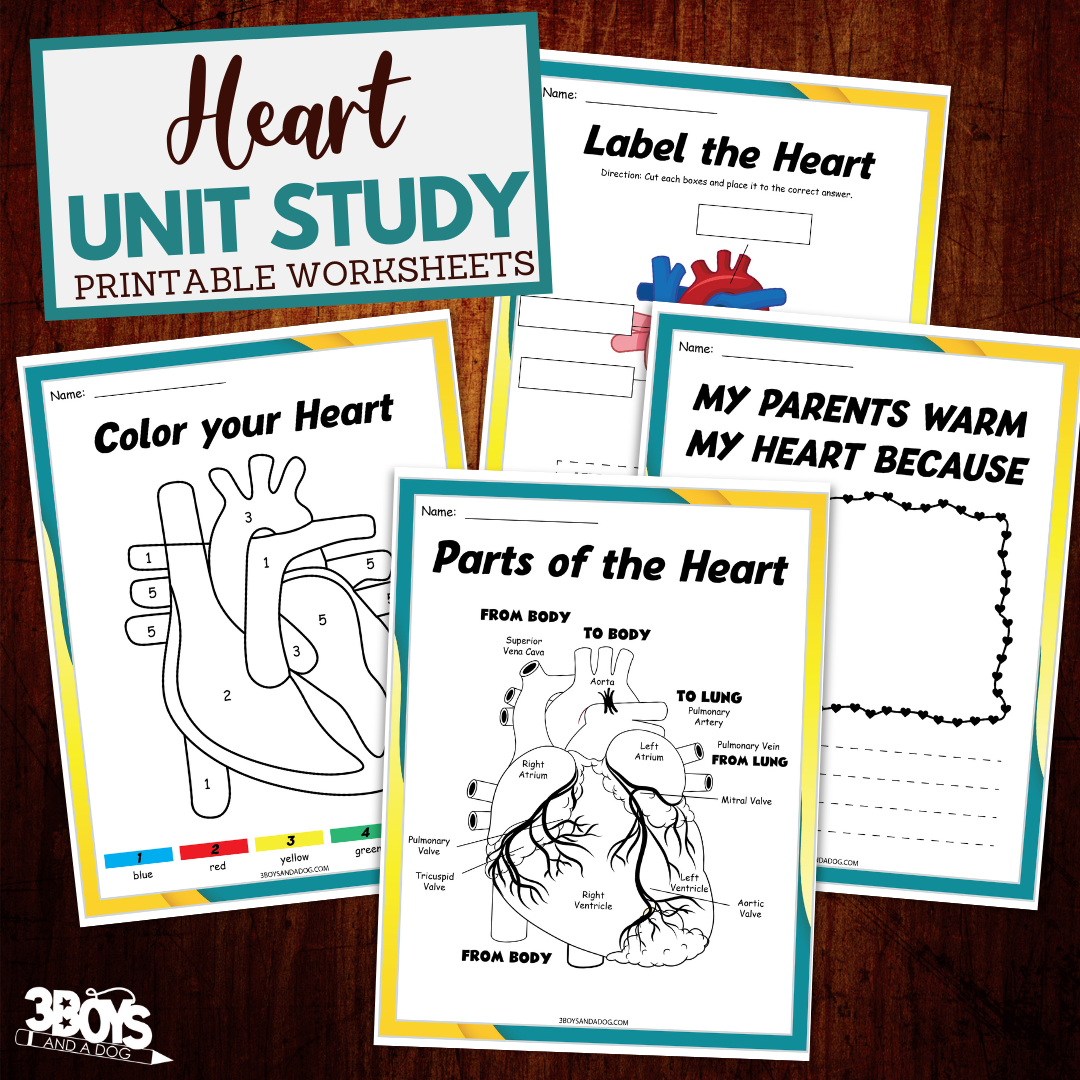The Human Heart Worksheets For Kids