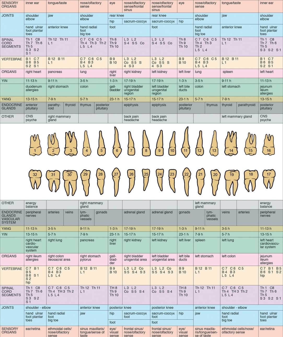 Tooth Chart Orlando Holistic Dental Studio