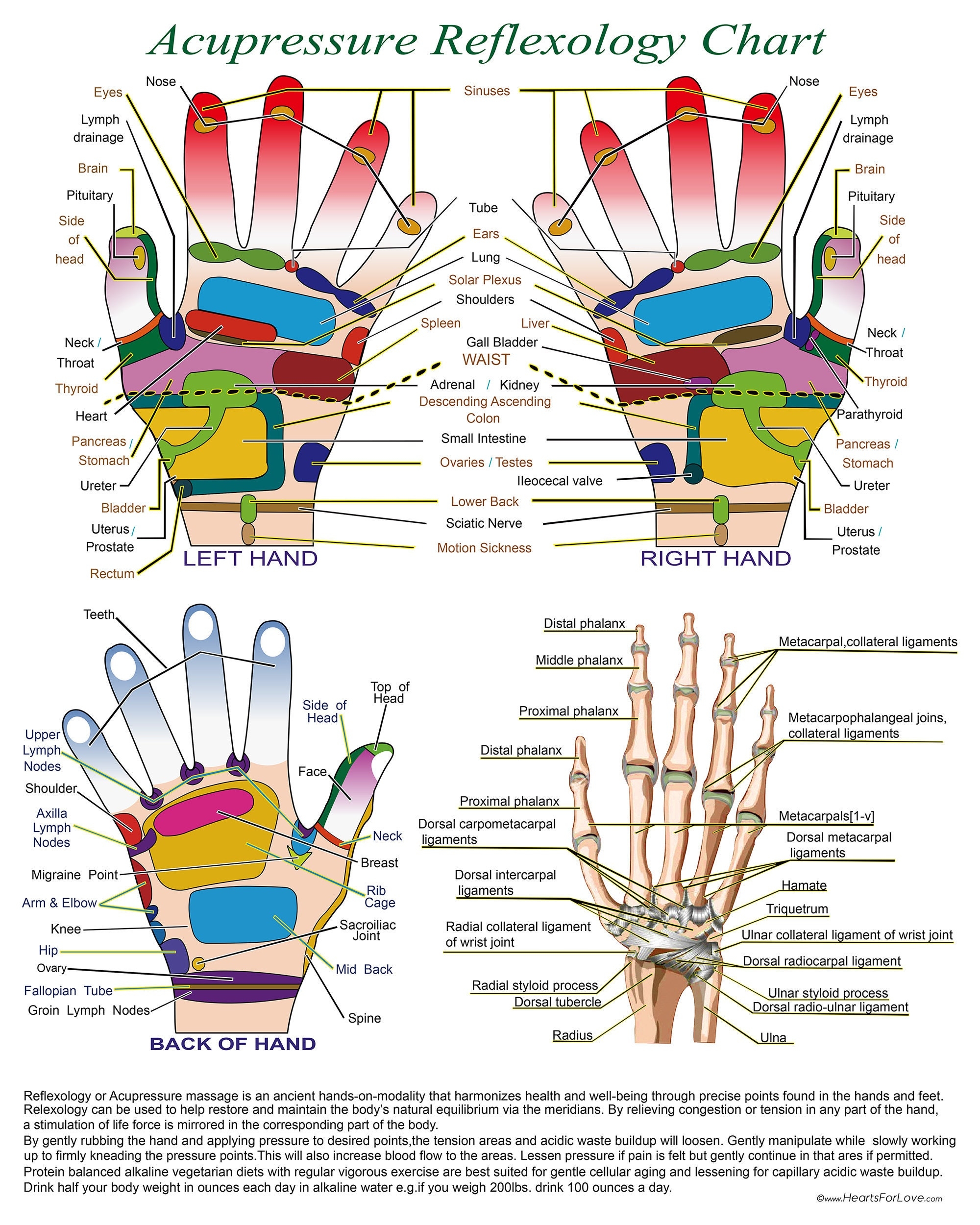 Acupressure Reflexology Chart With Precise Hand Diagrams Professional Print Acupressure Reflexology Chart With Precise Hand Diagrams Professional Print
