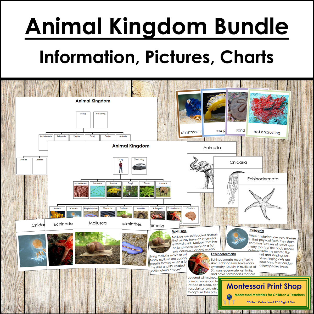 Animal Kingdom Bundle color coded Animal Classification Montessori Made By Teachers