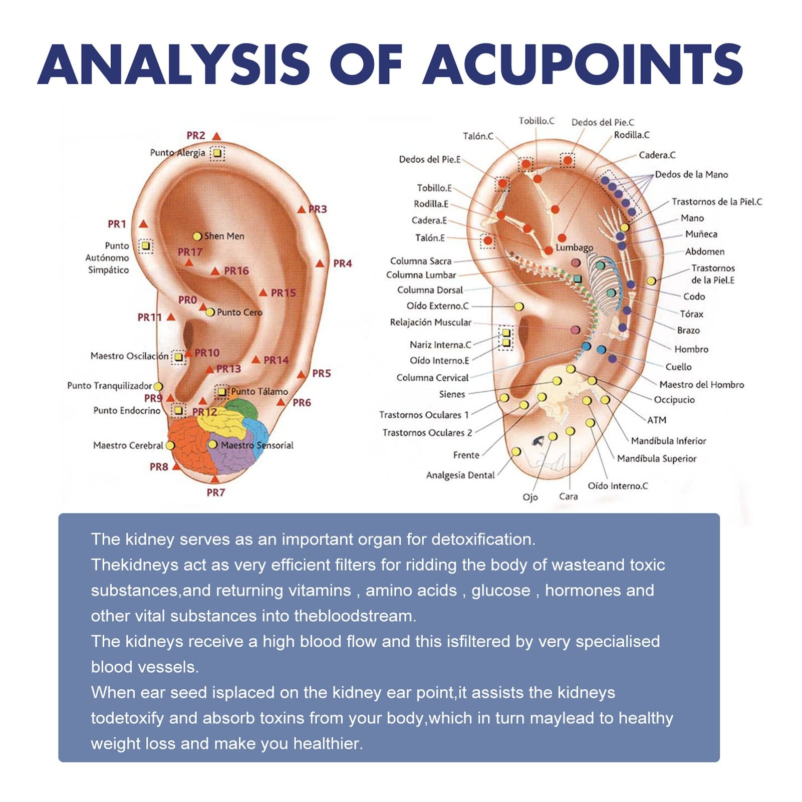 Ear Seed Acupressure Kit Weight Loss Acupressure Ear Chart For Ear Amazon co uk Health U0026 Personal Care Ear Seed Acupressure Kit Weight Loss Acupressure Ear Chart For Ear Amazon co uk Health U0026 Personal Care