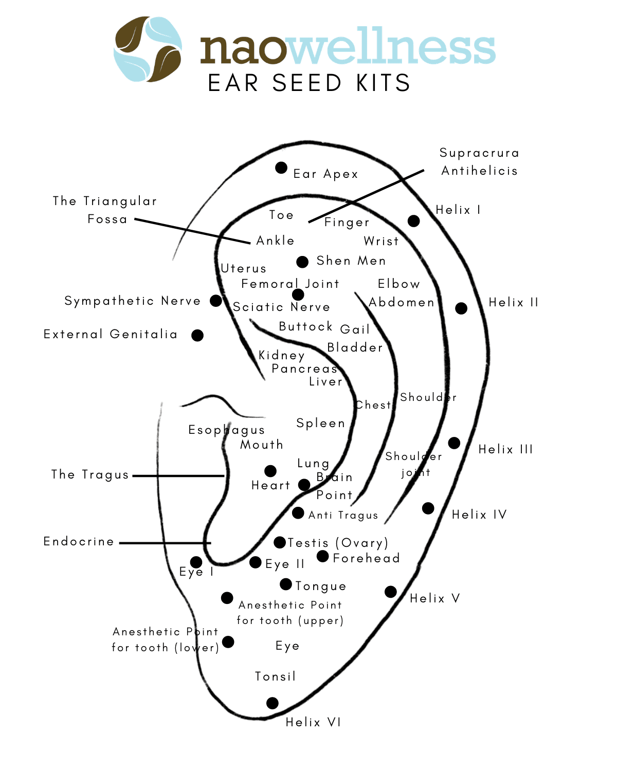 Ear Seeds Your Secret Weight Loss Tool Ear Seeds Your Secret Weight Loss Tool
