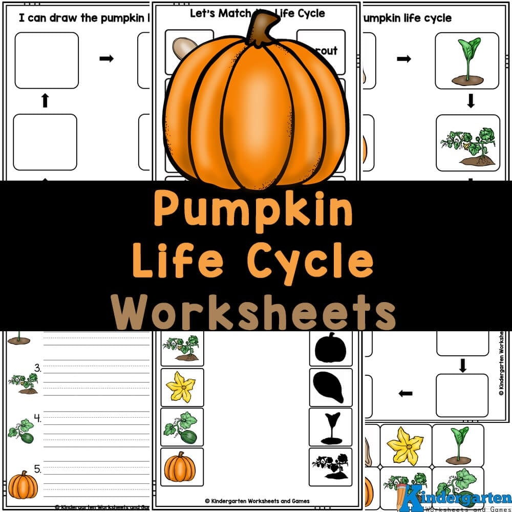  FREE Printable Pumpkin Life Cycle Worksheets For Kids