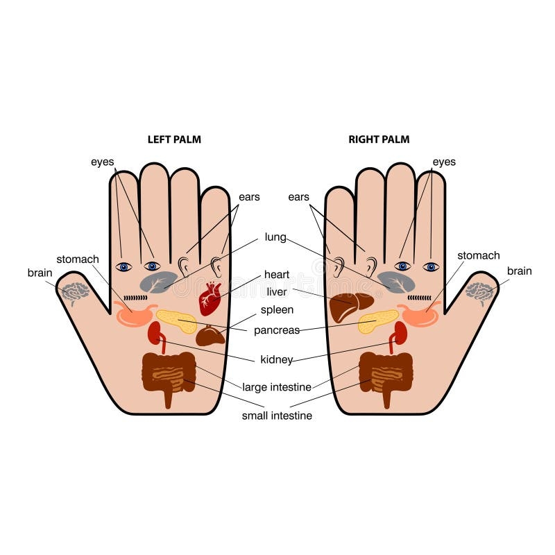 Printable Hand Reflexology Chart Printable Hand Reflexology Chart