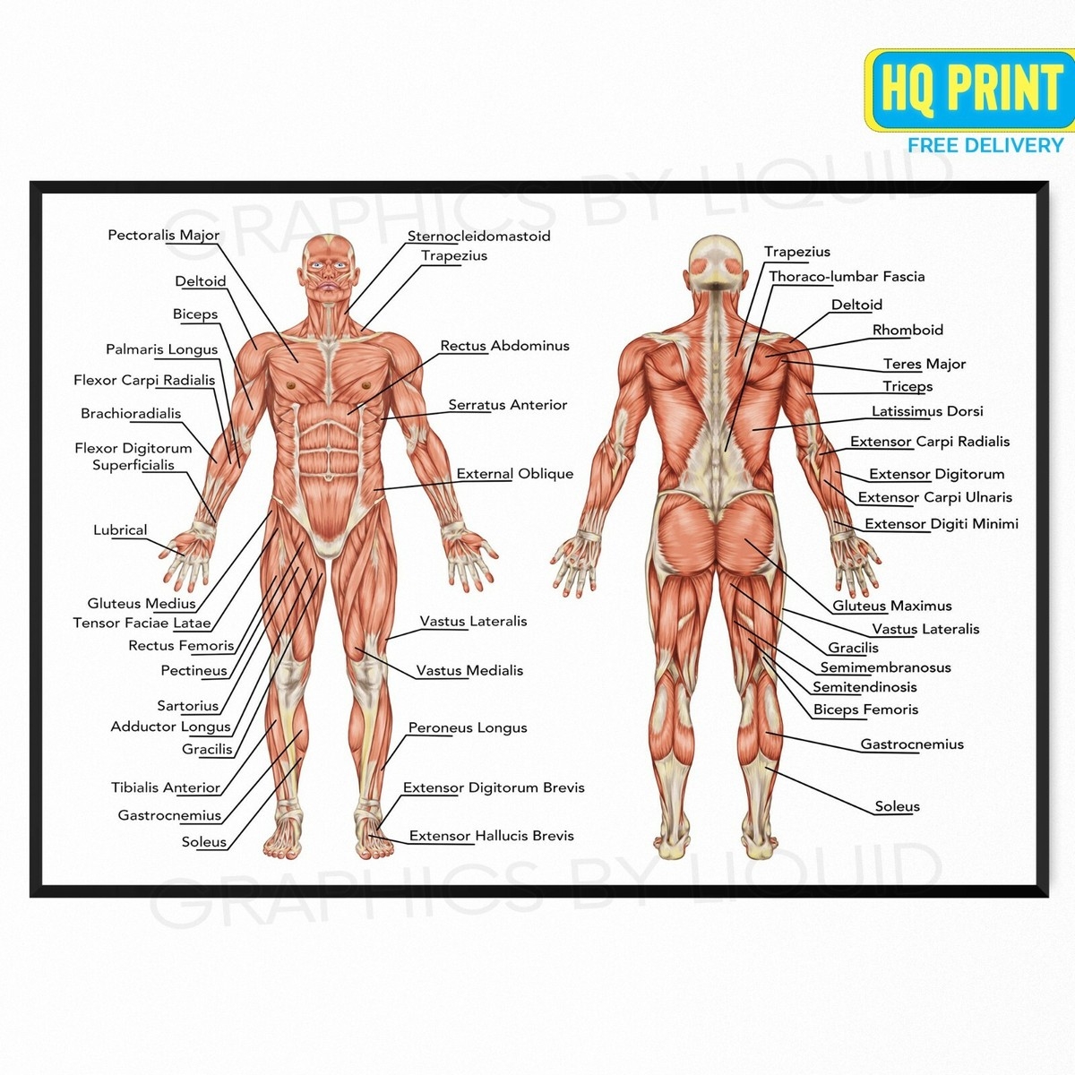 Human Anatomy Muscular System Chart Muscle Chart Body Educational Poster Print EBay