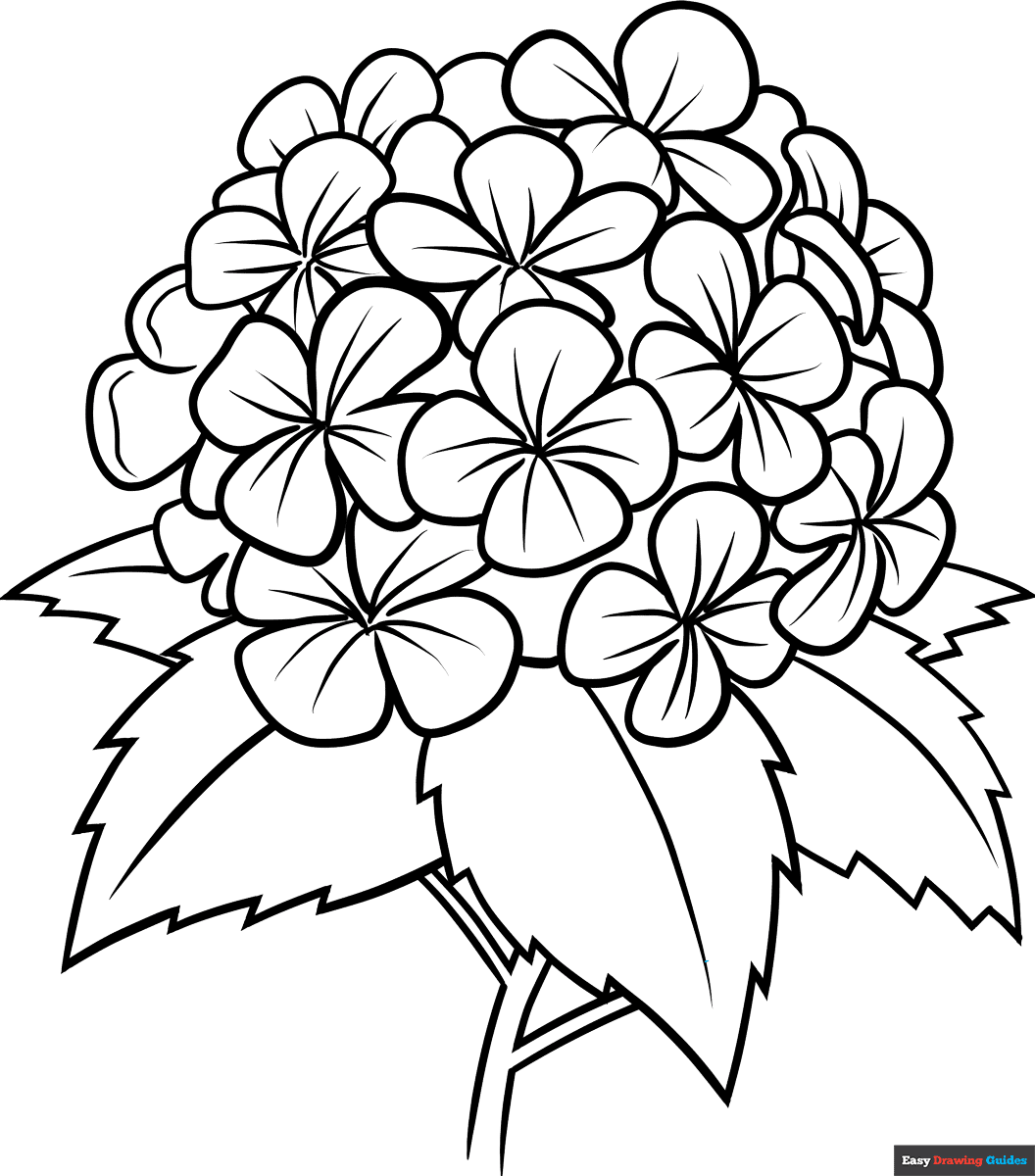 Hydrangea Flower Coloring Page Easy Drawing Guides Hydrangea Flower Coloring Page Easy Drawing Guides