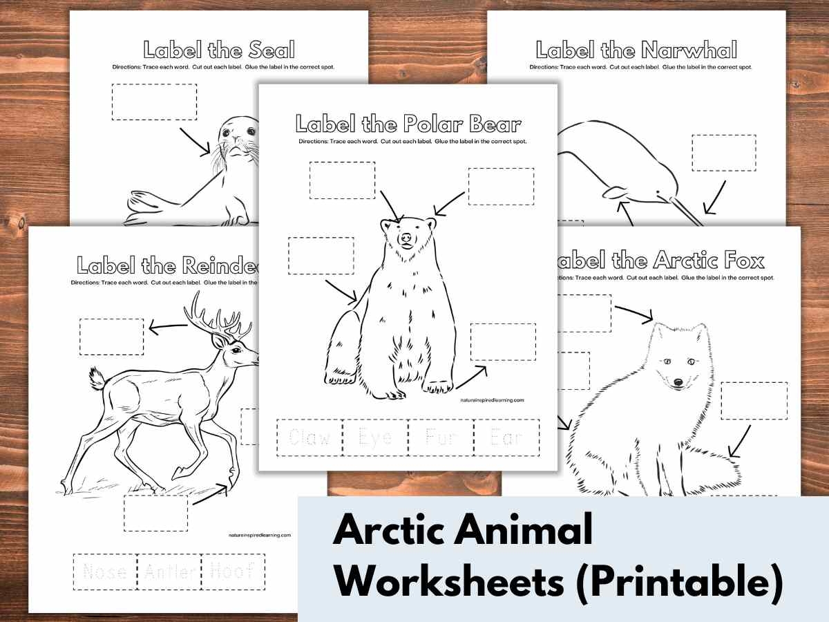 Free Printable Arctic Animals Worksheets