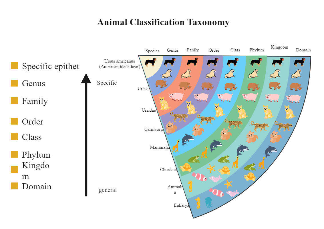 Taxonomy Classification Chart EdrawMax EdrawMax Templates