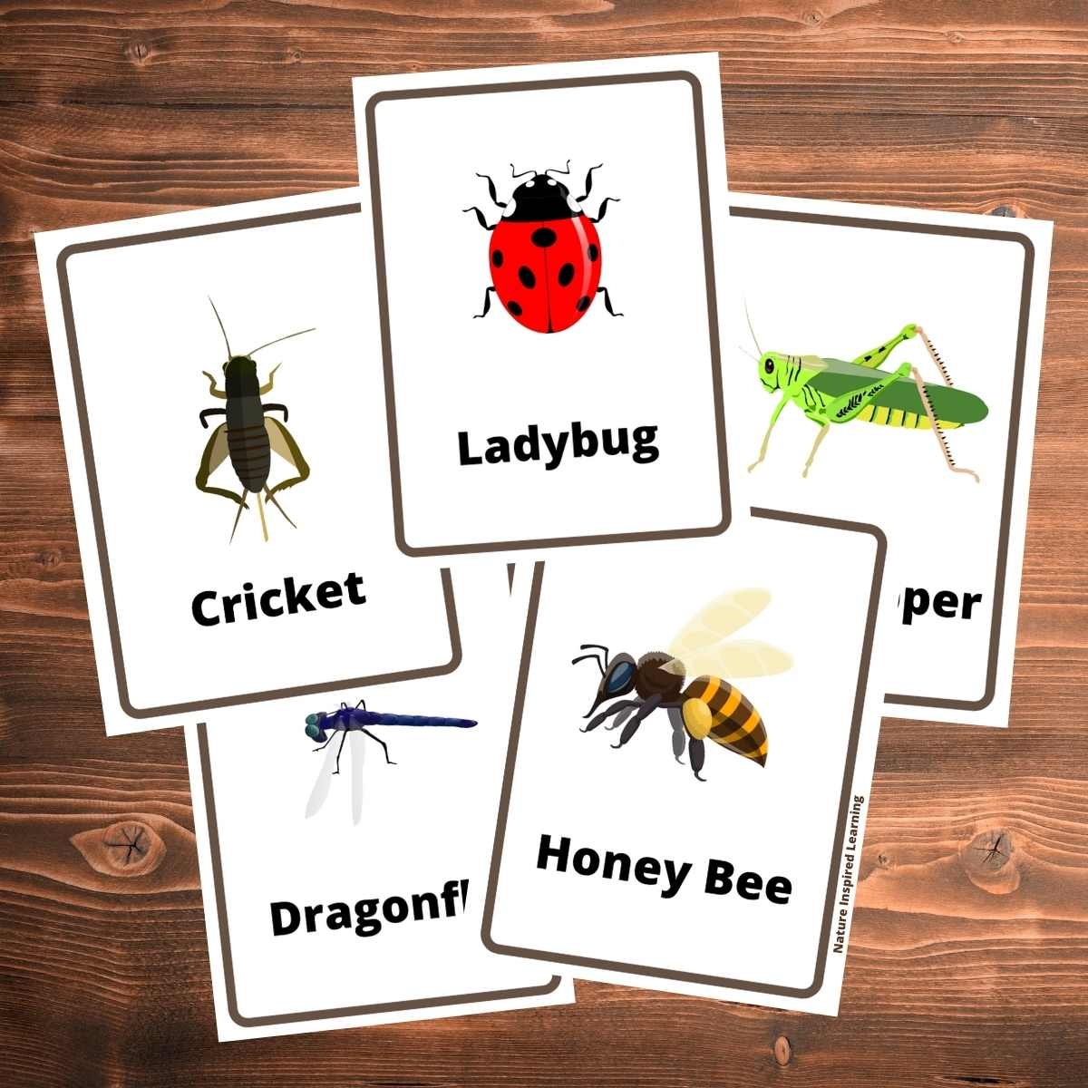 The Best Insect Flashcards Nature Inspired Learning The Best Insect Flashcards Nature Inspired Learning
